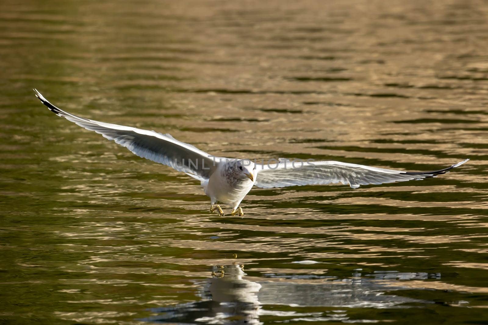 A seagull flies low just above the water of Coeur d'Alene Lake in north Idaho.