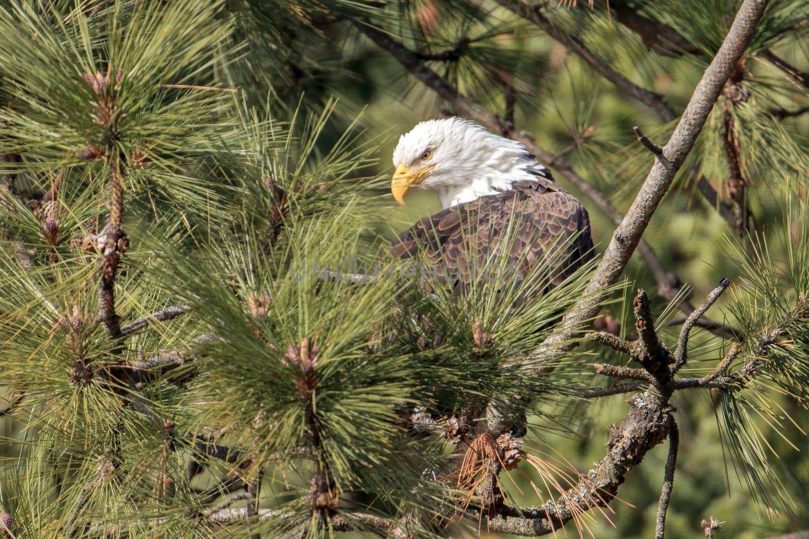 A bald eagle is perched in a tree in Coeur d'Alene, Idaho.