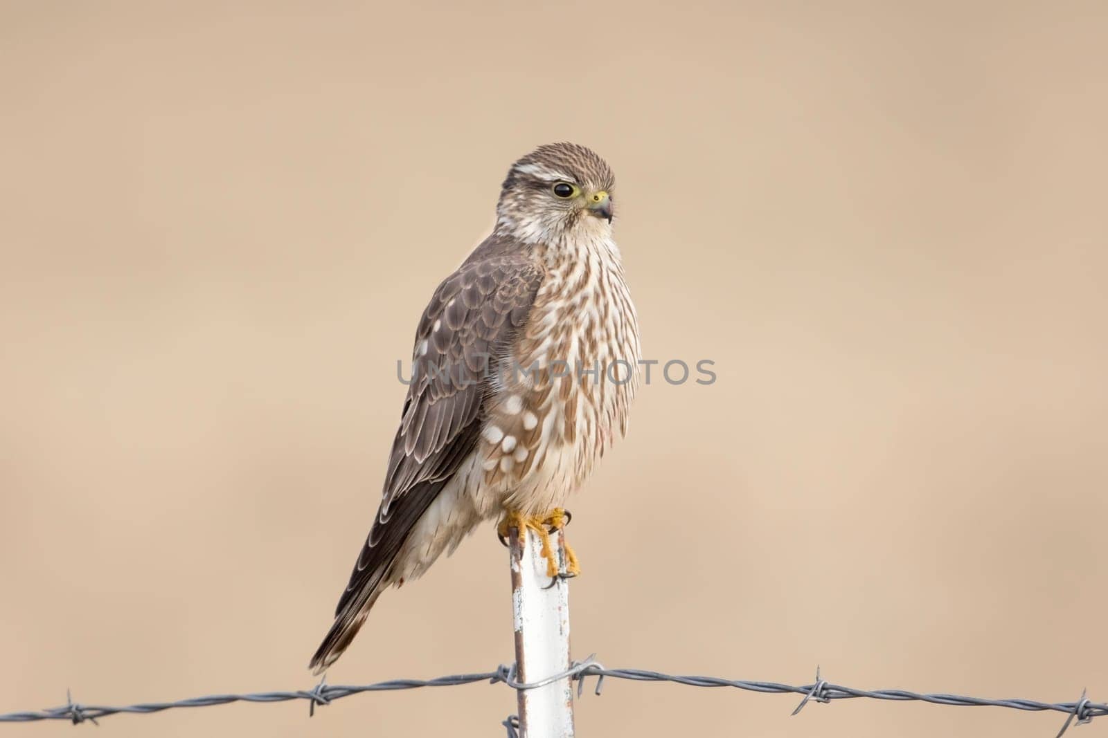 A prairie falcon is perched on a metal fence post in north Idaho.