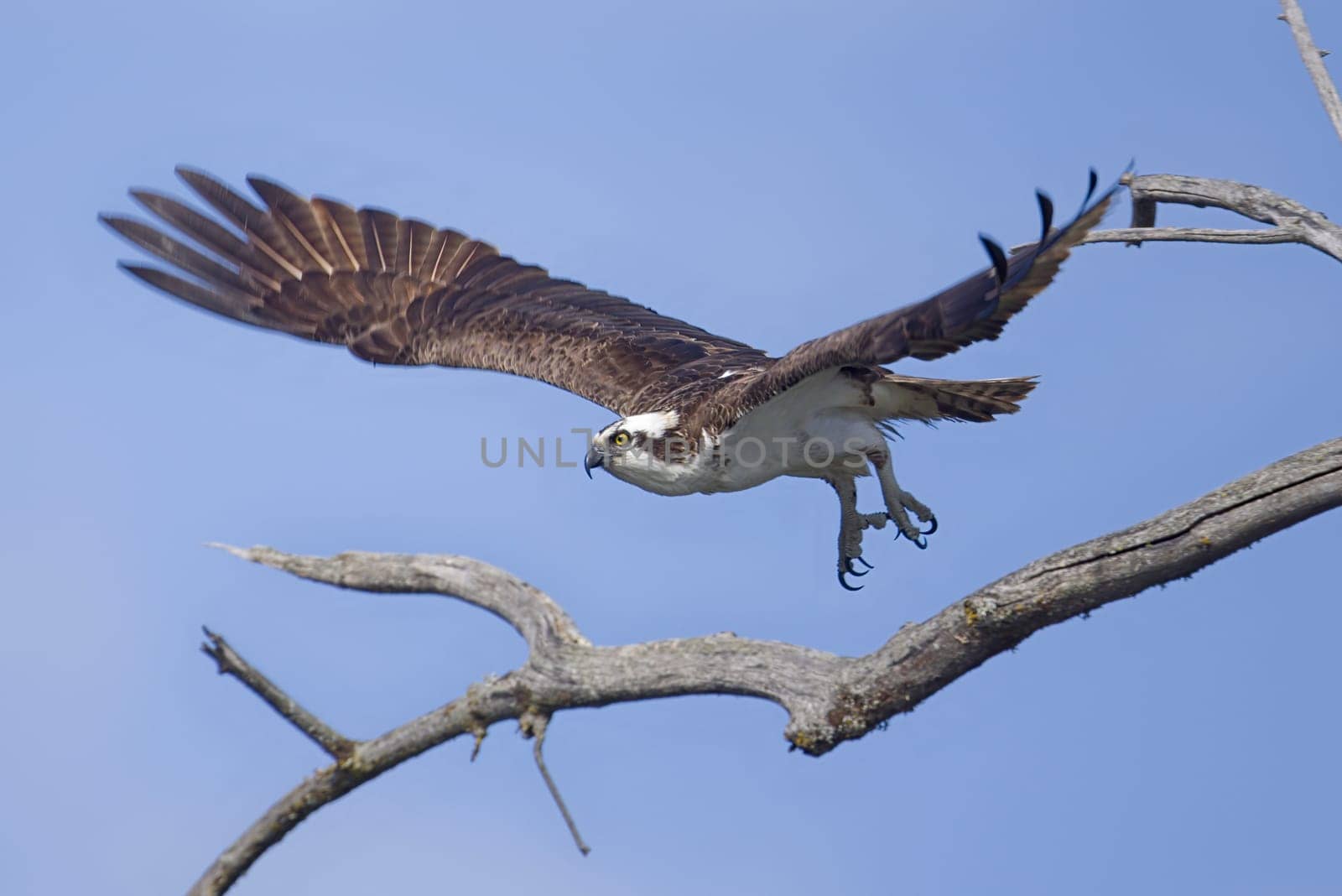 An osprey flies of from a barren branch in Coeur d'Alene, Idaho.