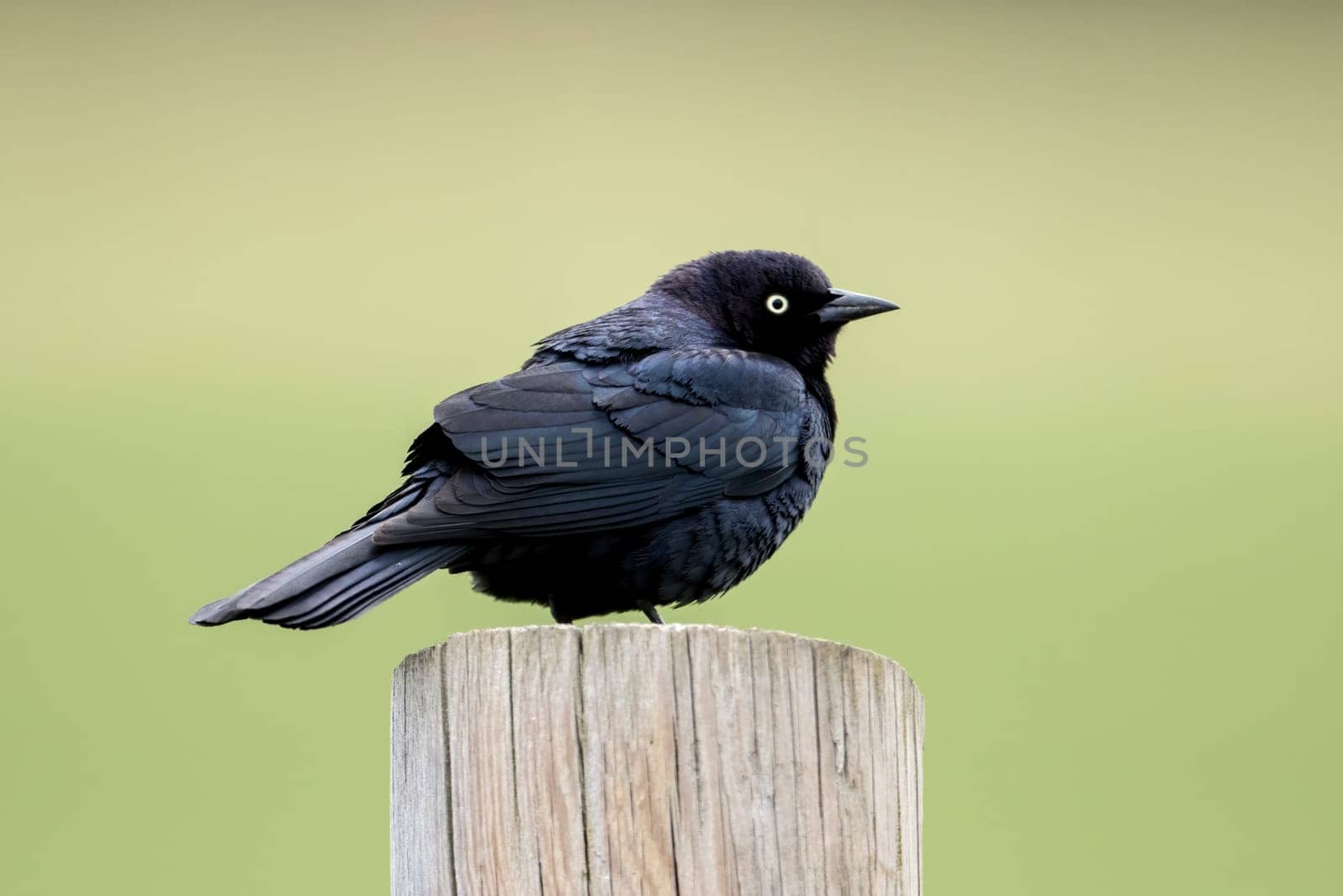 A brewer's blackbird perched on a wooden post near Newman Lake, Washington.
