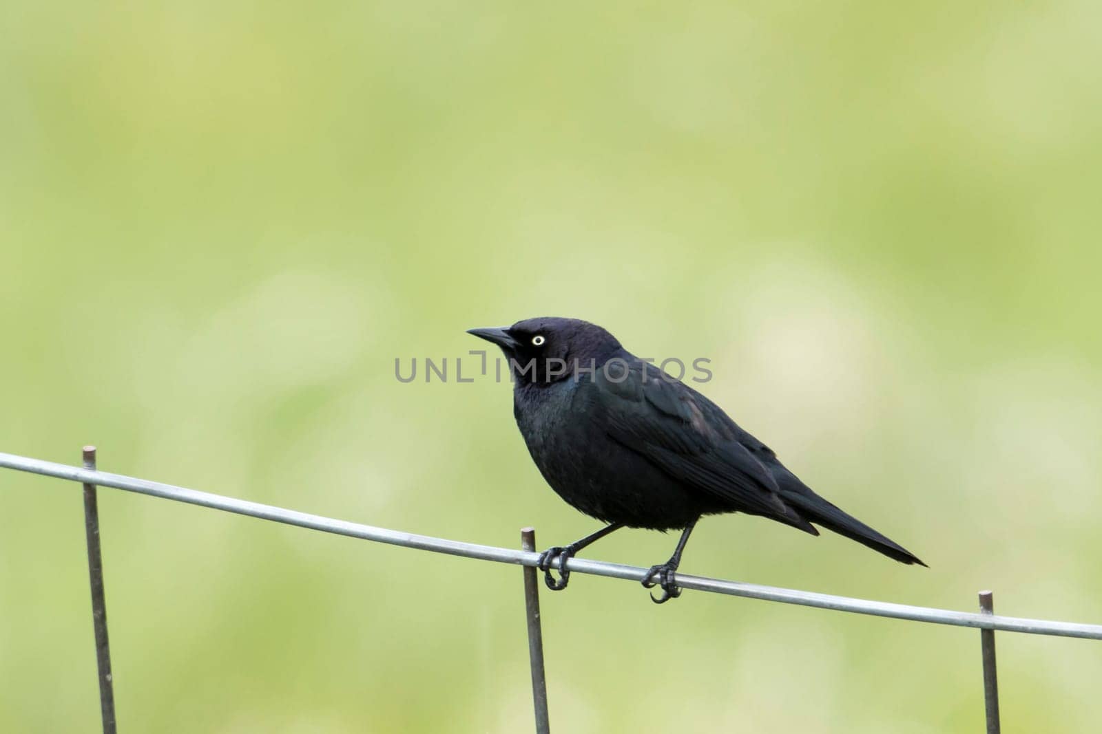 A brewer's blackbird is perched on a wire fence near Hauser, Idaho.