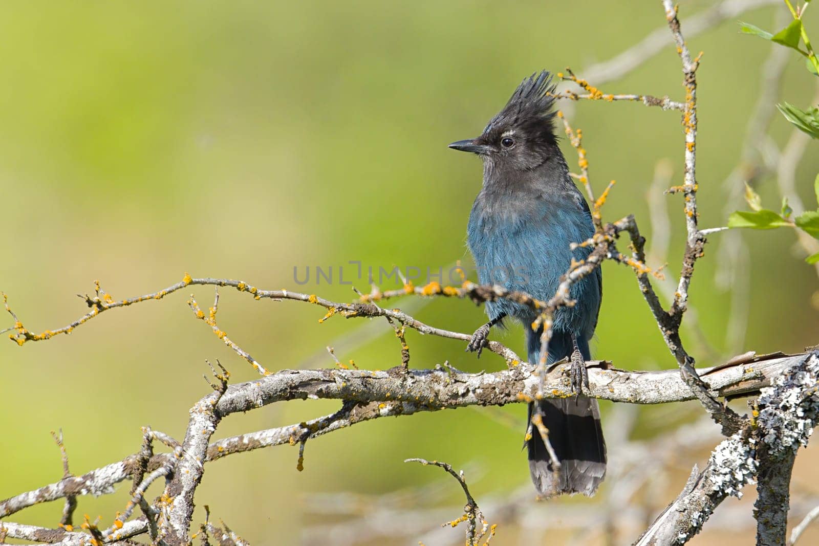 A Steller's Jay is perched on a branch in north Idaho.