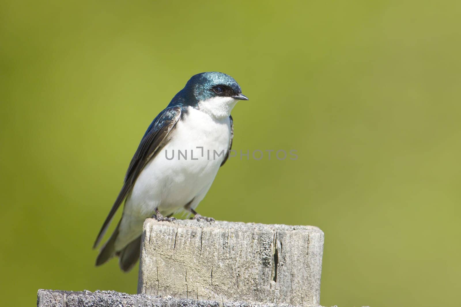 A cute tree swallow is perched on a wood post in Coeur d'Alene, Idaho.