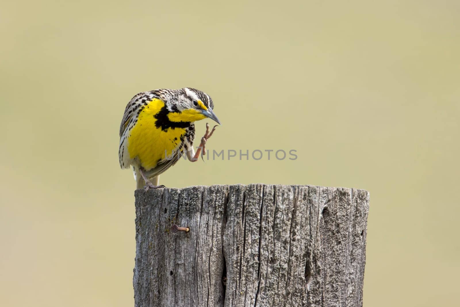 A western meadowlark scratches itself at the National Elk and Bison Range in Western Montana.