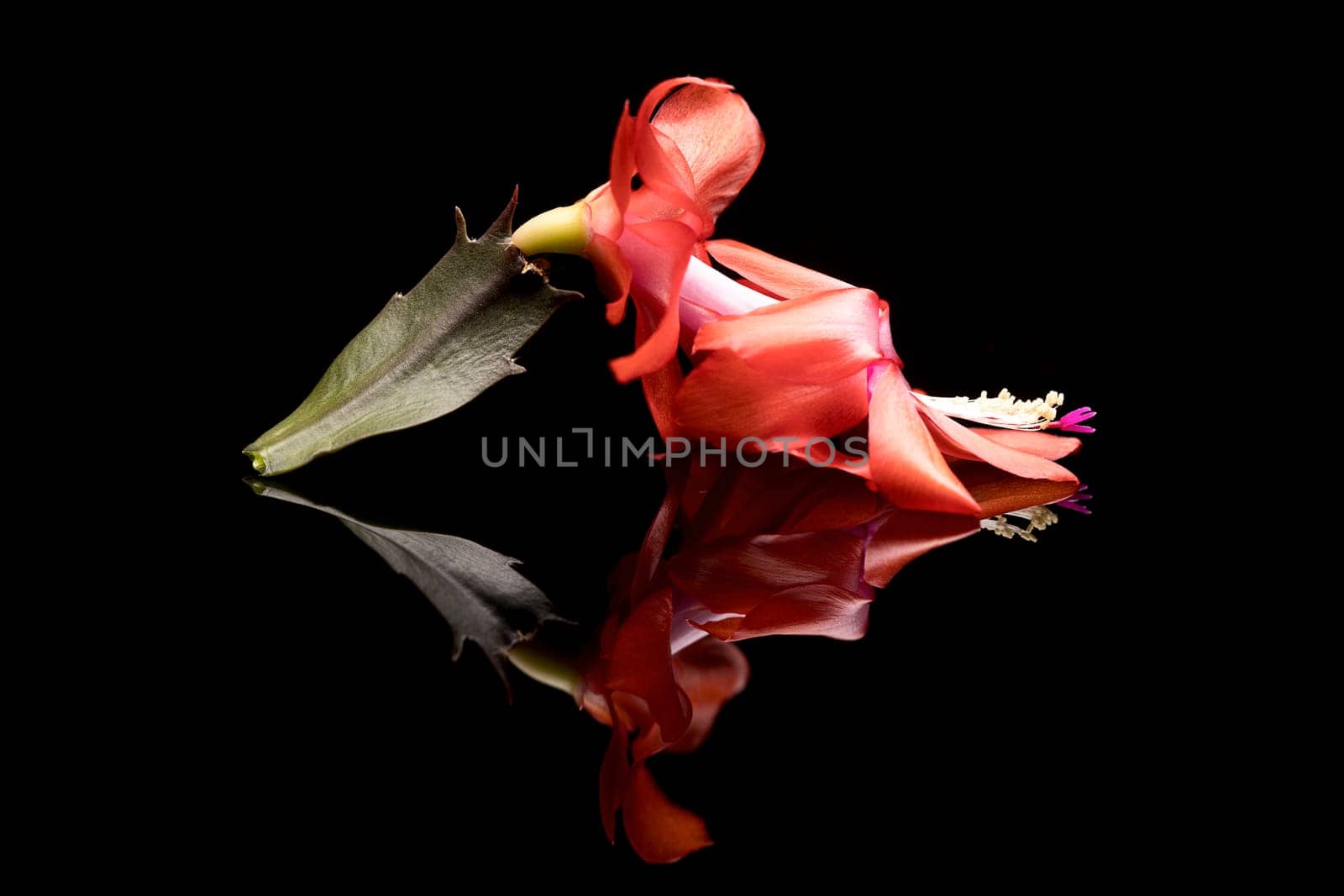 A close up studio photo  of a Christmas cactus flower on a bacl reflective surface.