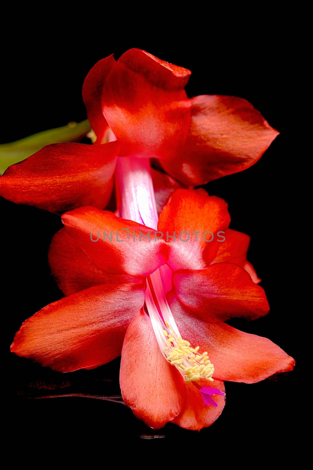 A close up studio photo  of a Christmas cactus flower on a bacl reflective surface.