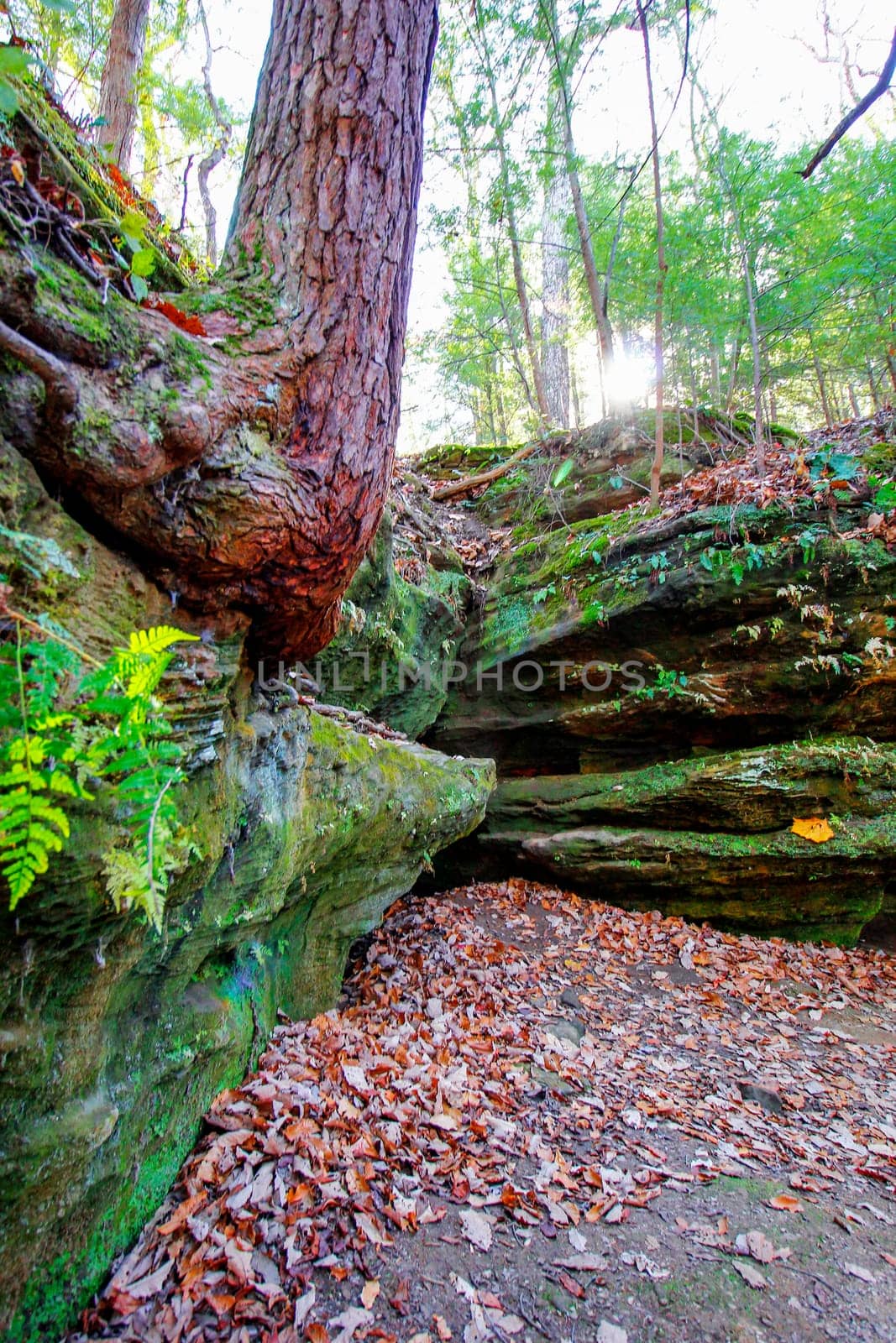 View of Rockhouse, Hocking Hills State Park, Ohio