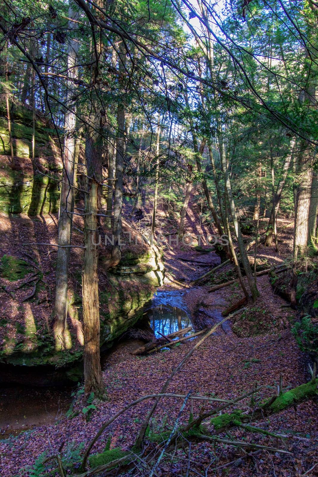 Views at Cedar Falls Unit, Hocking Hills State Park, Ohio