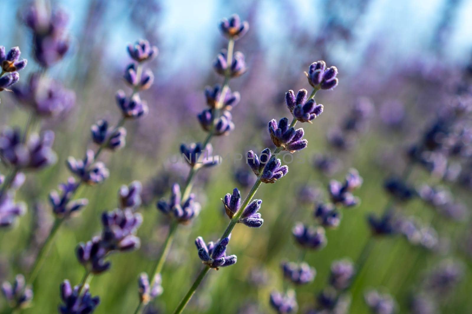 A bunch of purple flowers with a few green leaves. The flowers are in a field and are in full bloom