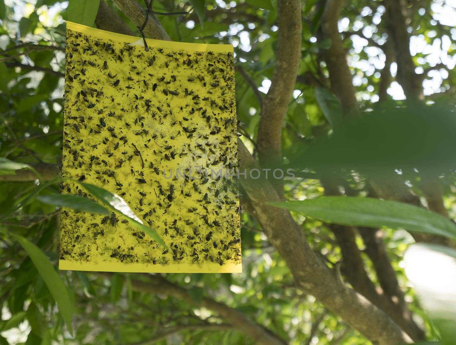 Adhessive tape insect trap to catch bees hanging on the tree in a park on Cyprus