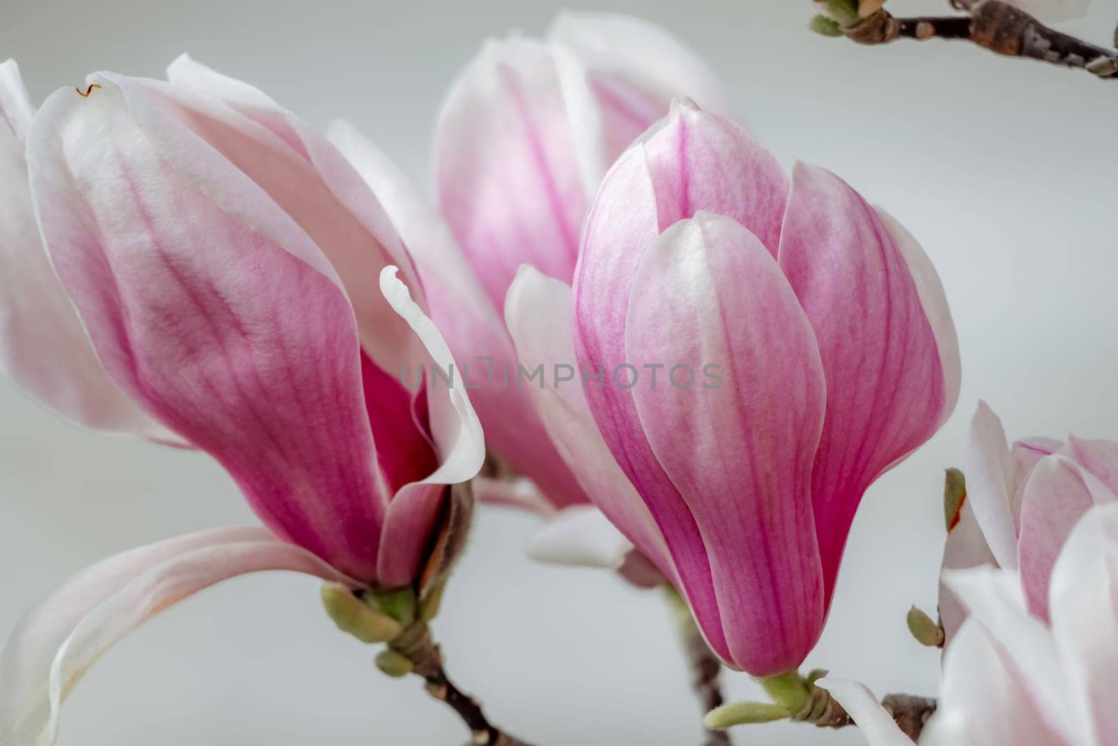Magnolia Sulanjana flowers with petals in the spring season. the beautiful pink magnolia flowers in spring, selective focusing.