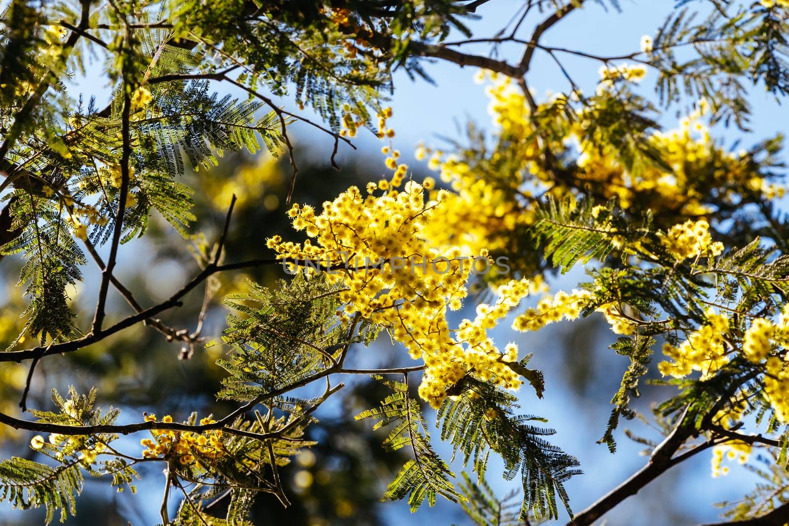 Blossoming of Mimosa tree (Acacia Pycnantha), otherwise known as Golden Wattle on a cool late winter's day in Warrandyte in Melbourne, Victoria, Australia