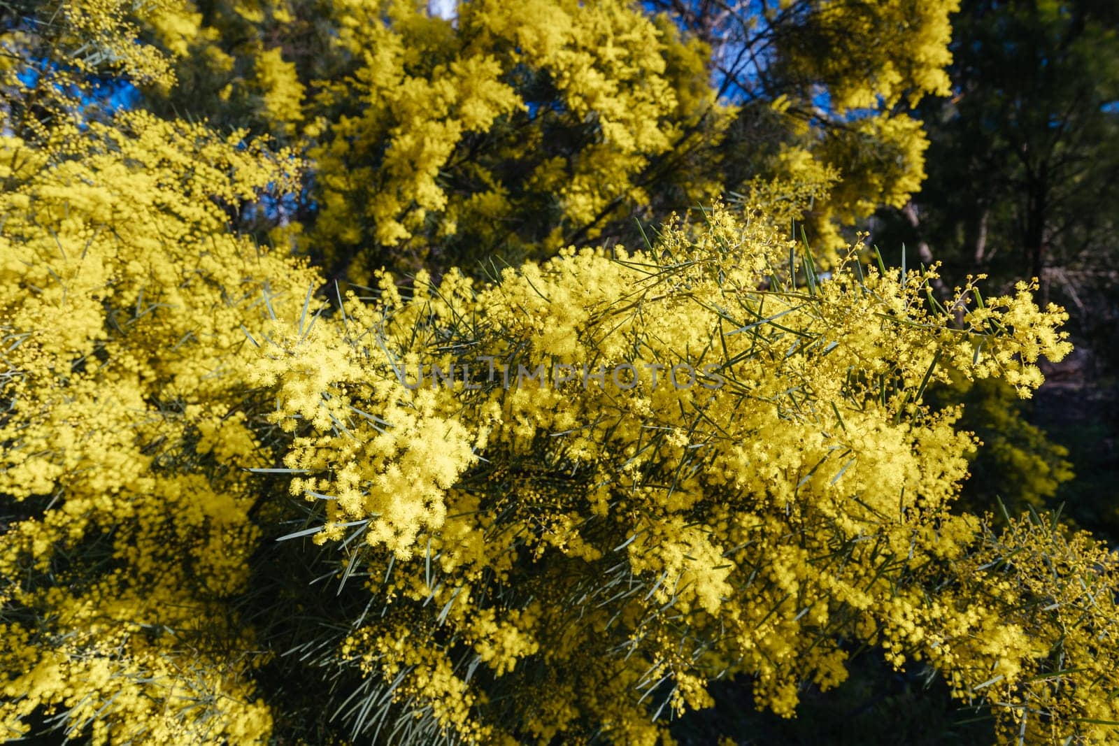 Blossoming of Mimosa tree (Acacia Pycnantha), otherwise known as Golden Wattle on a cool late winter's day in Warrandyte in Melbourne, Victoria, Australia