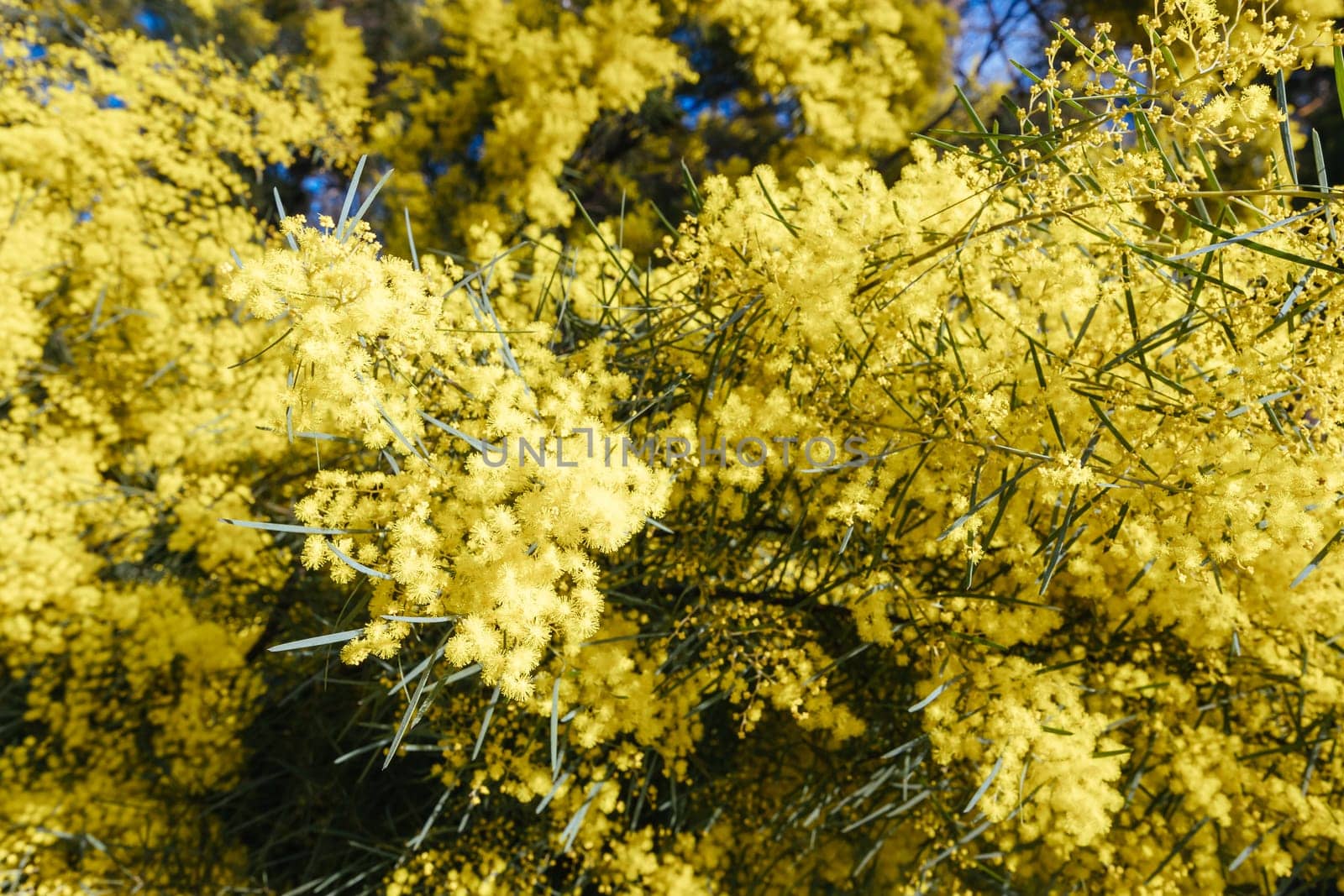Blossoming of Mimosa tree (Acacia Pycnantha), otherwise known as Golden Wattle on a cool late winter's day in Warrandyte in Melbourne, Victoria, Australia