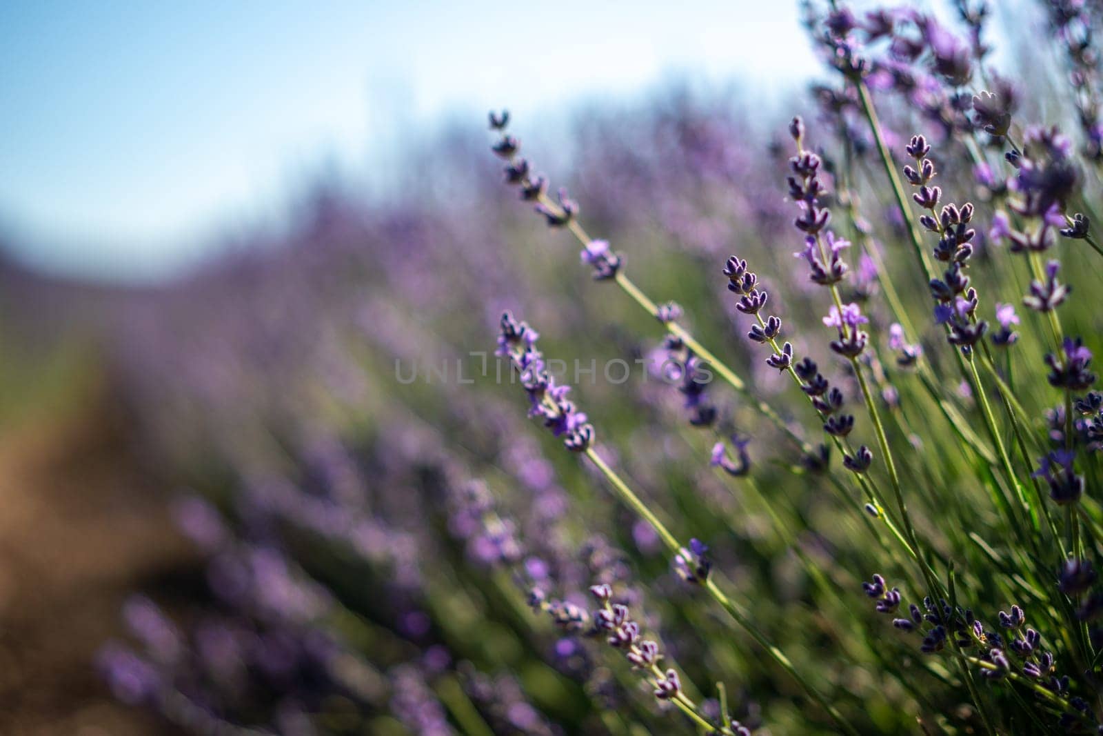 A field of lavender flowers with a blue sky in the background. The flowers are purple and are scattered throughout the field