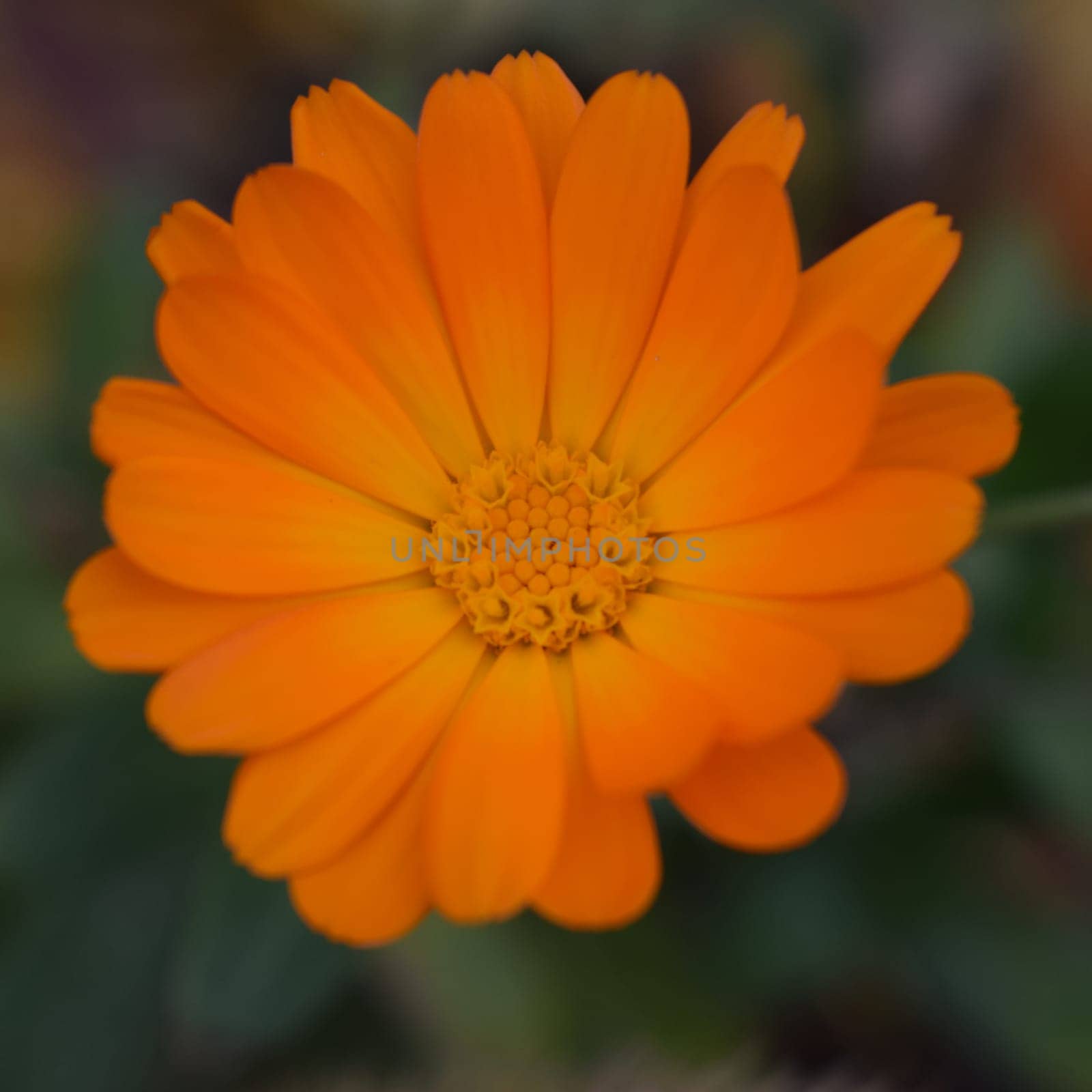 Blooming marigold flowers. Orange calendula on a green grass. Garden with calendula. Garden flowers. Nature flowers in garden. BYellow-orange petals. Green blurred background. Macro.