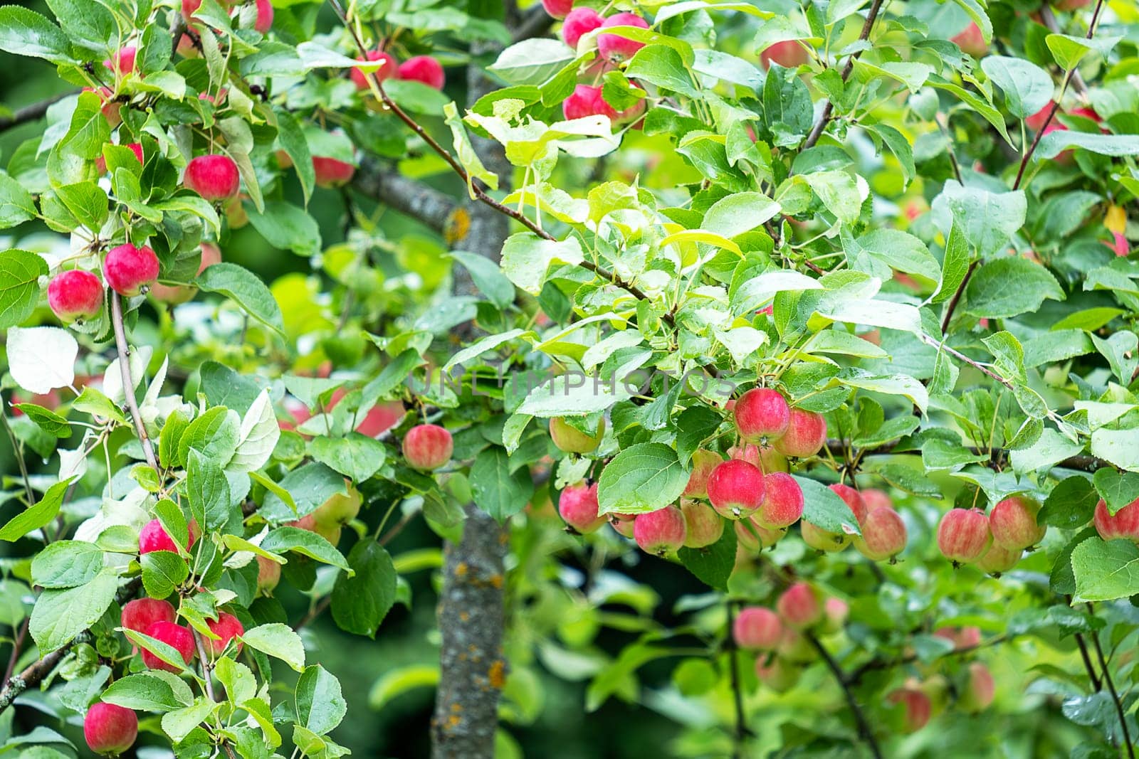 Red ripe apples hang on the branches of an apple tree. Harvest. Selective focus.