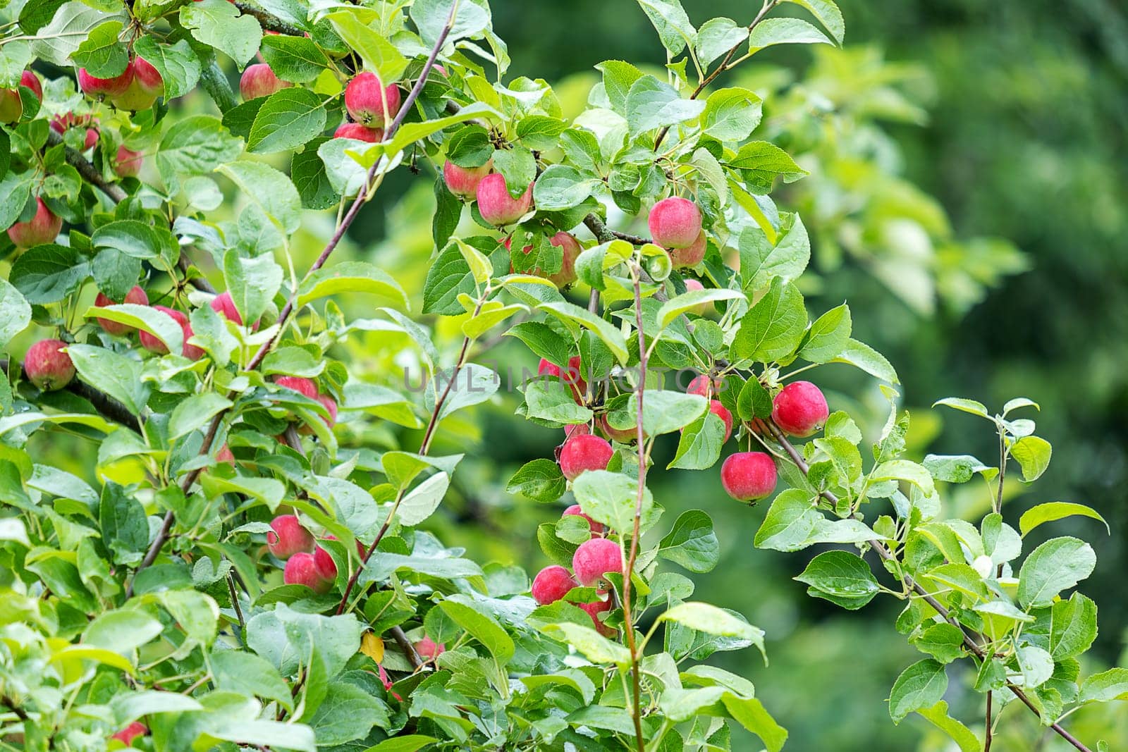 Red ripe apples hang on the branches of an apple tree. Harvest. Selective focus.