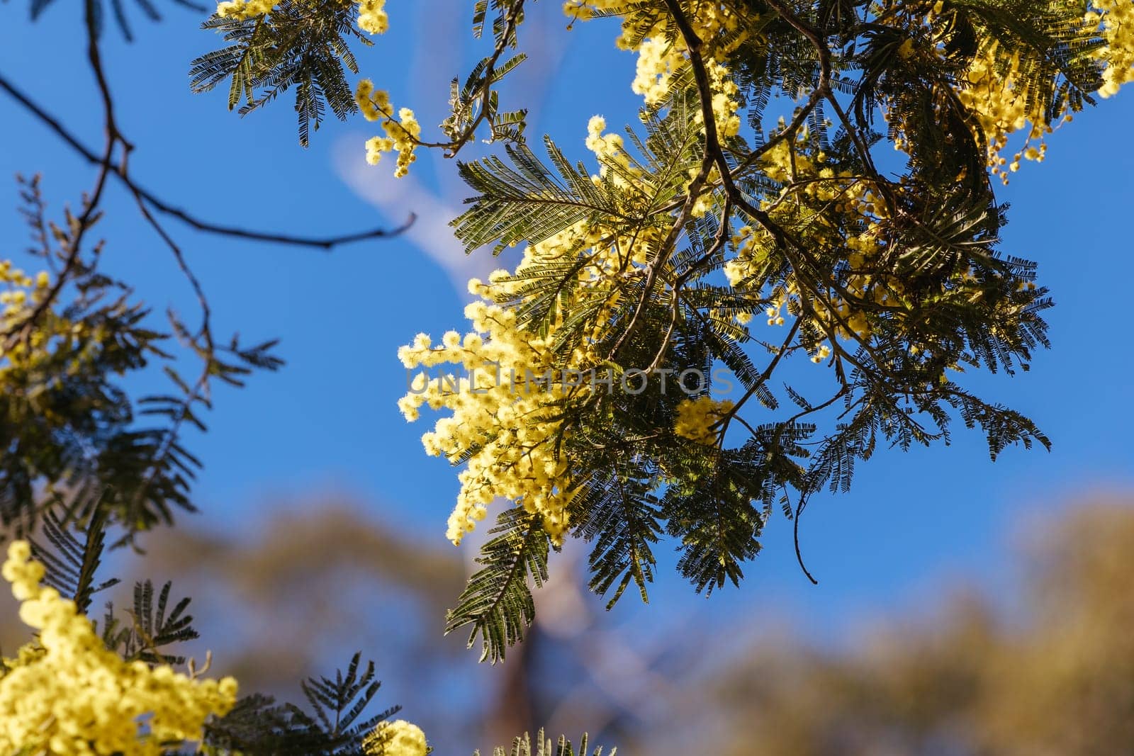 Blossoming of Mimosa tree (Acacia Pycnantha), otherwise known as Golden Wattle on a cool late winter's day in Warrandyte in Melbourne, Victoria, Australia