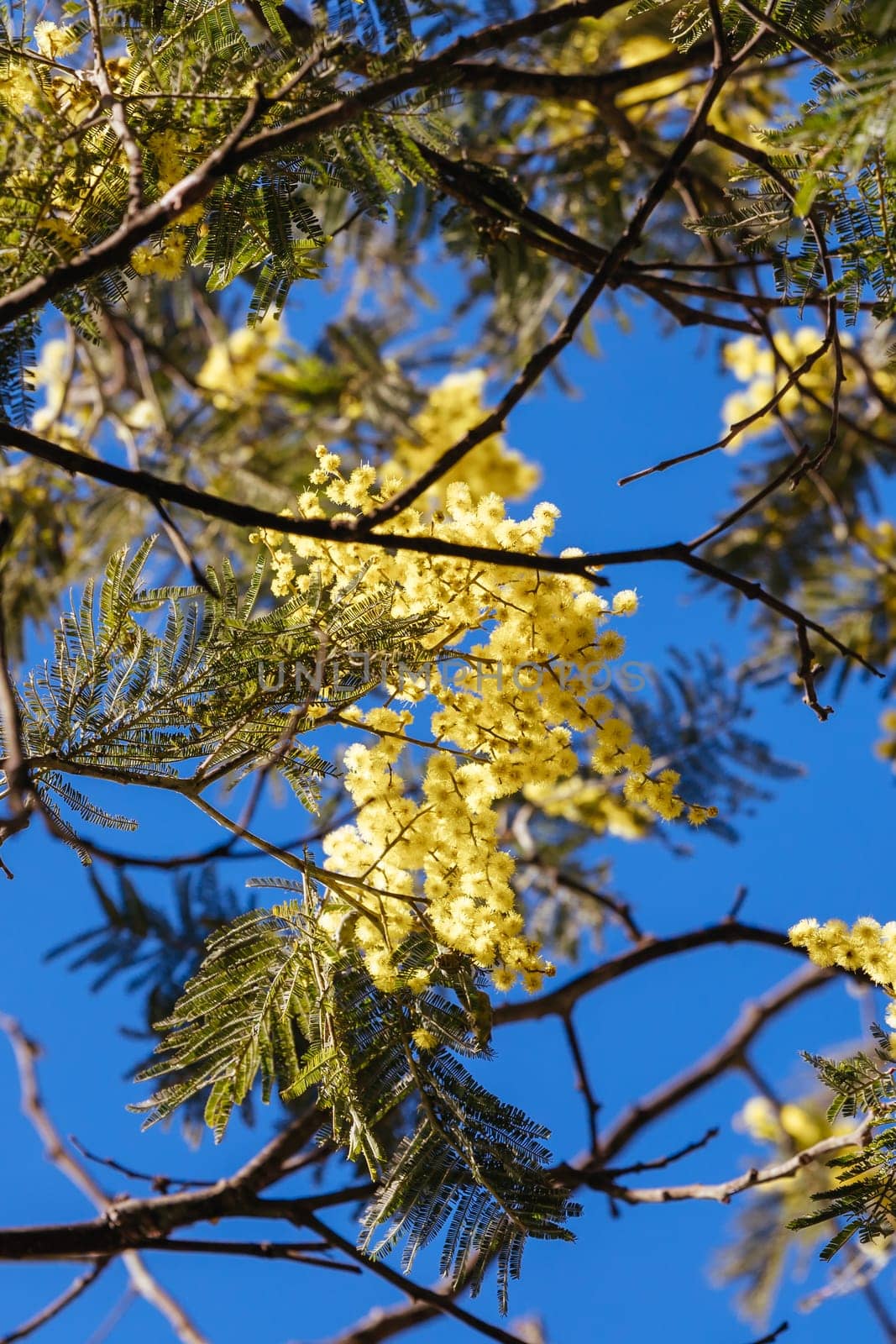 Blossoming of Mimosa tree (Acacia Pycnantha), otherwise known as Golden Wattle on a cool late winter's day in Warrandyte in Melbourne, Victoria, Australia