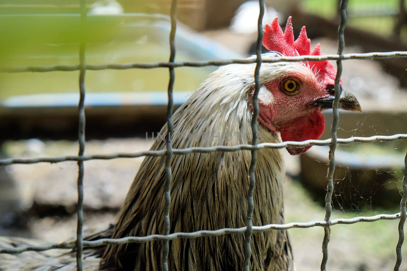 Portrait of a rooster in a cage on a farm.