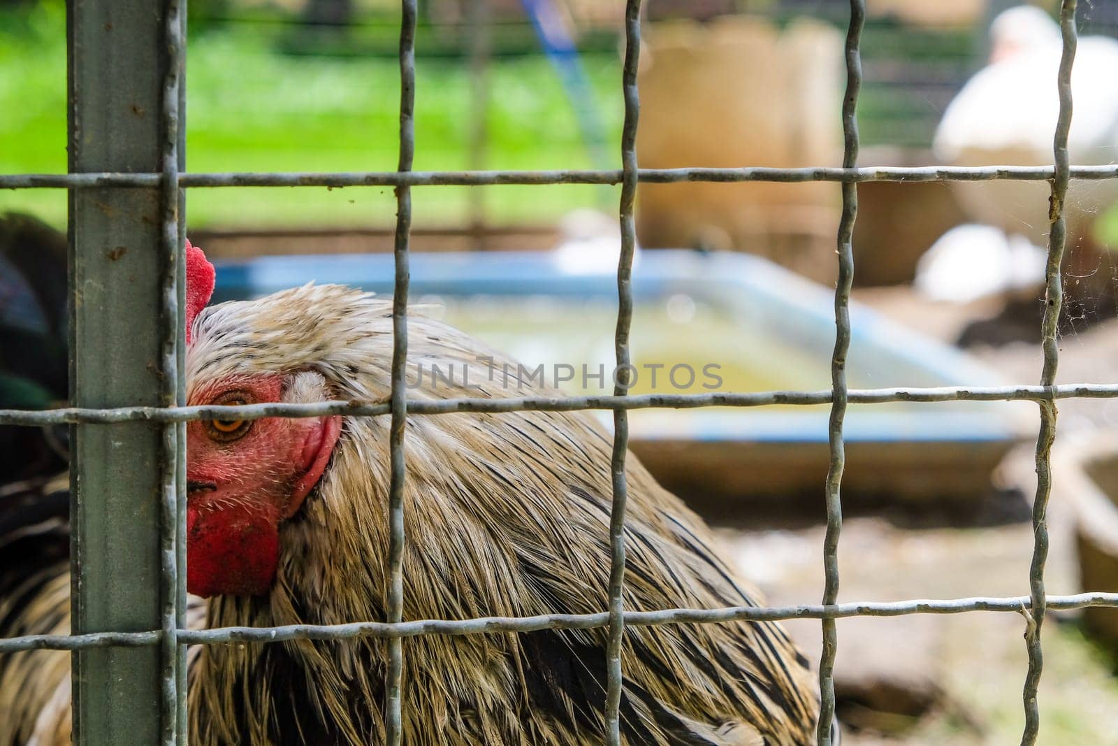 Portrait of a rooster in a cage on a farm.