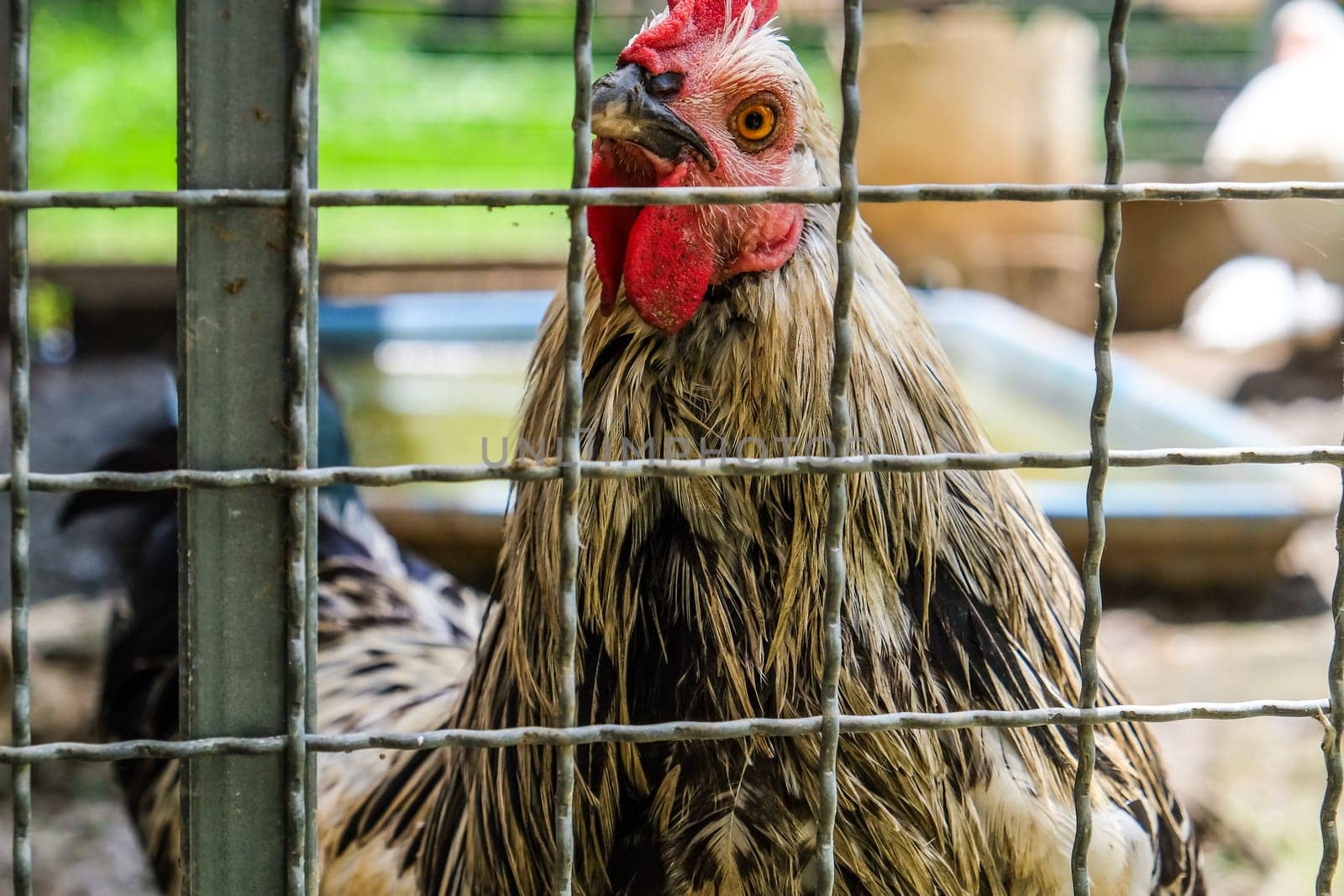 Portrait of a rooster in a cage on a farm.