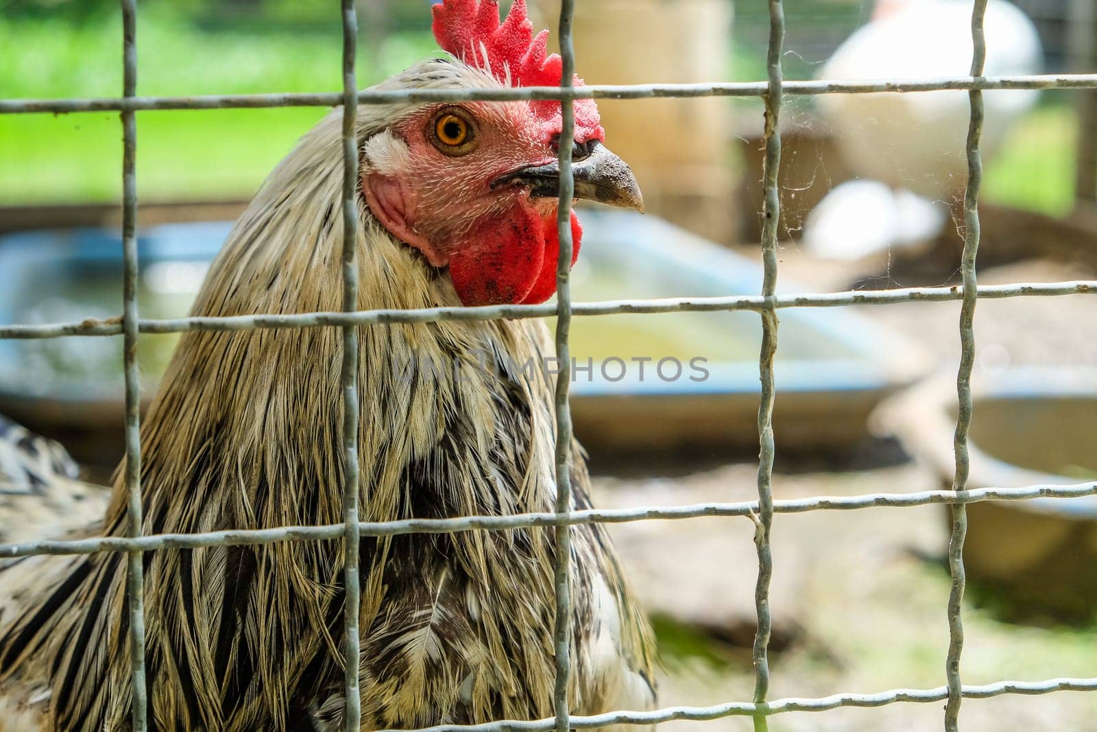 Portrait of a rooster in a cage on a farm.