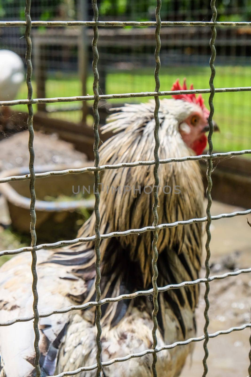 Portrait of a rooster in a cage on a farm.