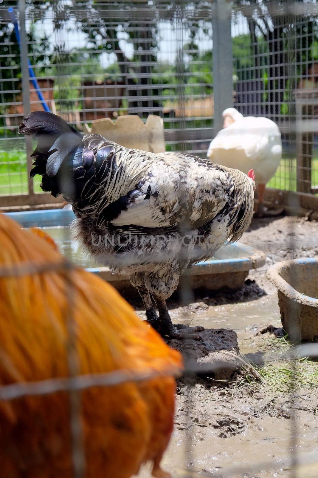 chicken in a cage on a farm, closeup of photo