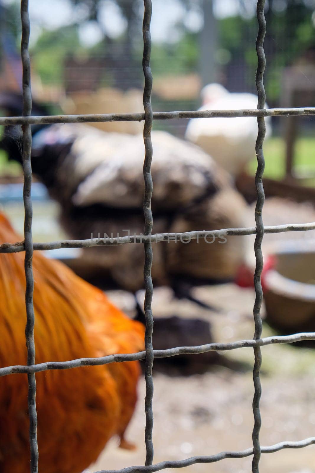 Rooster in a cage on a farm background. Selective focus.