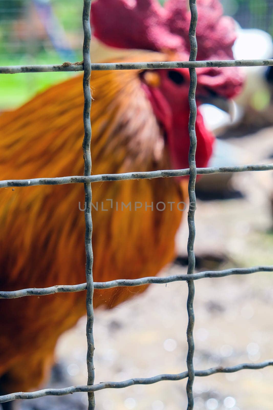 Rooster in a cage on a farm background. Selective focus.