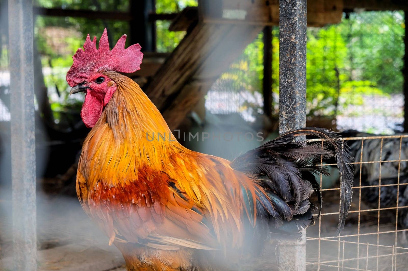 Rooster in a cage on a farm in the countryside of Thailand.