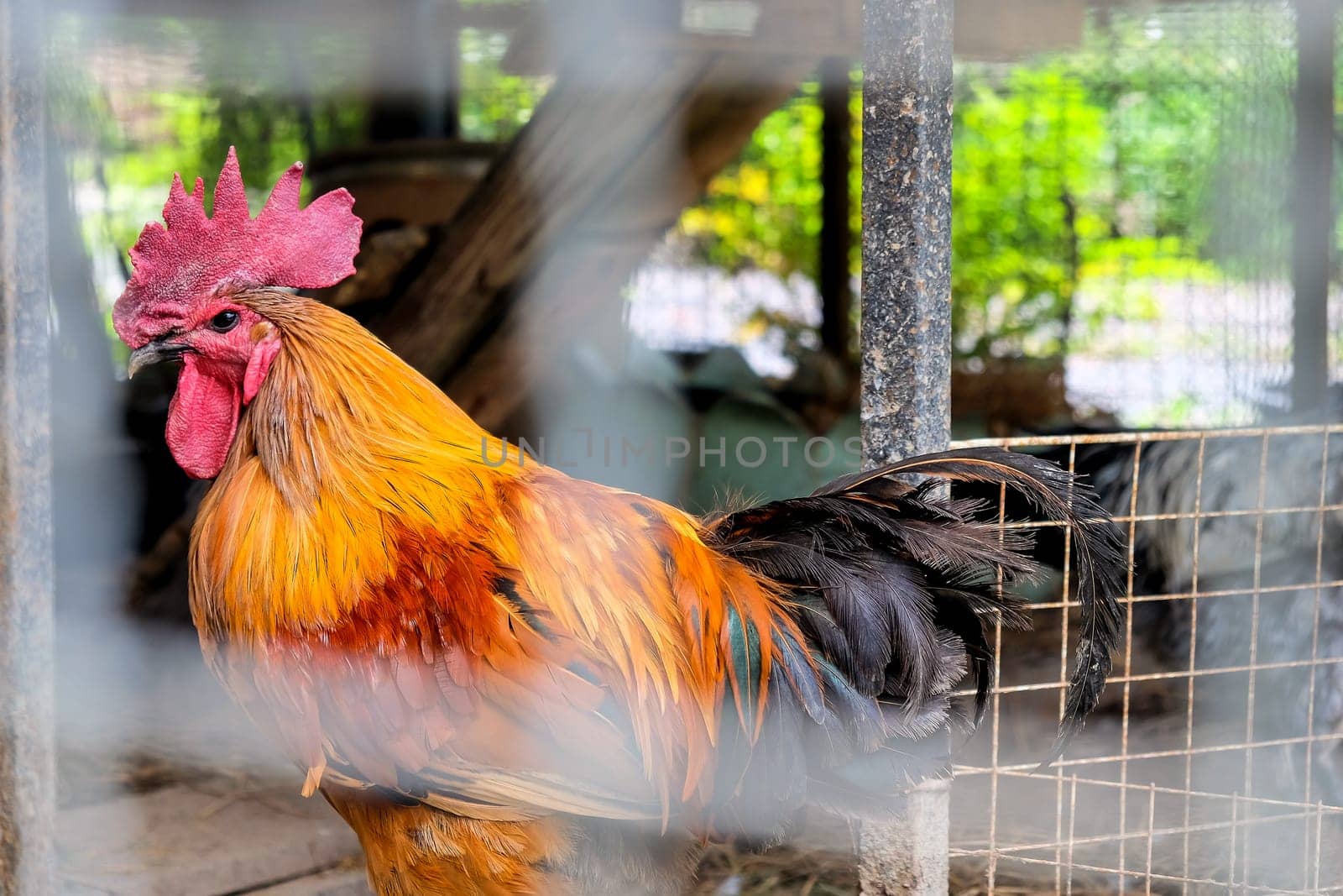 Rooster in a cage on a farm in the countryside of Thailand.