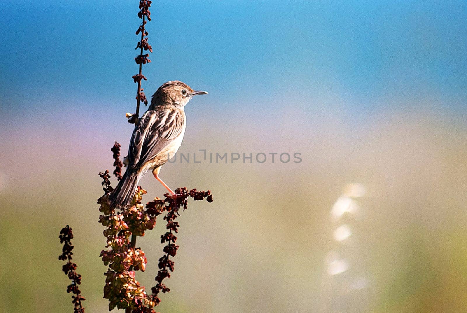 Creative Portugal wildlife  Pictures