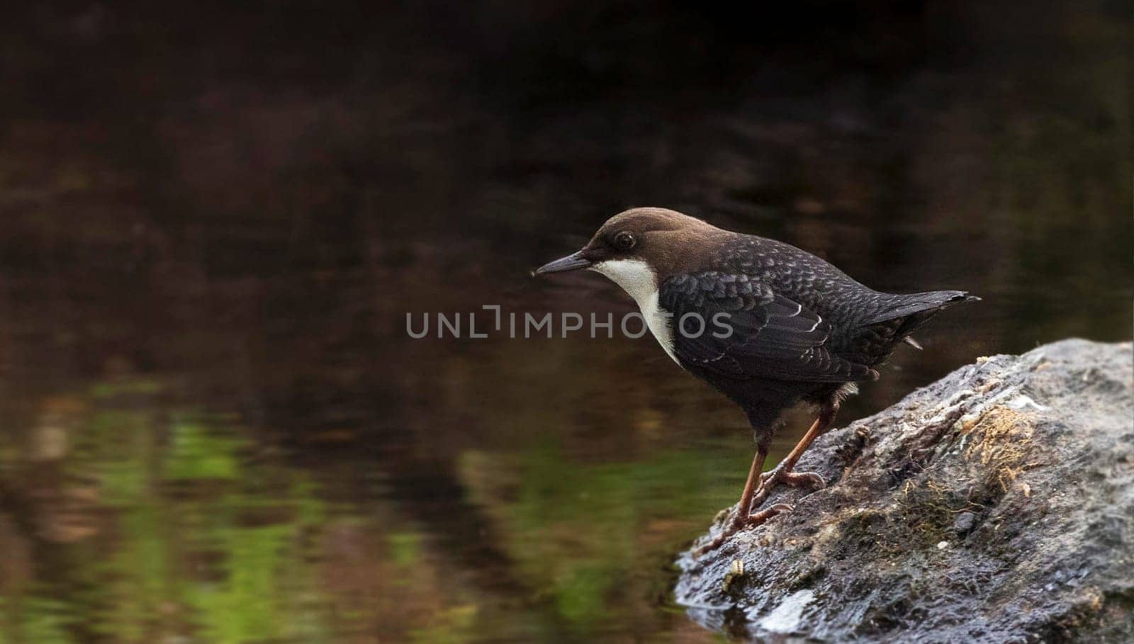 Creative Portugal wildlife  Pictures