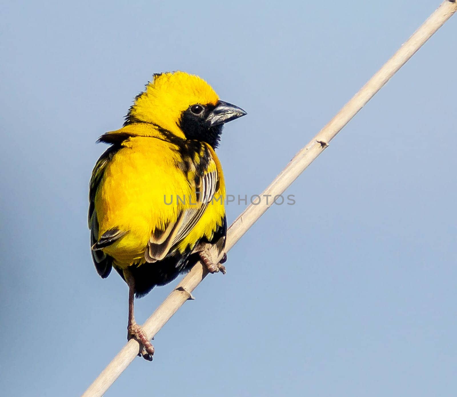 Creative Portugal wildlife  Pictures