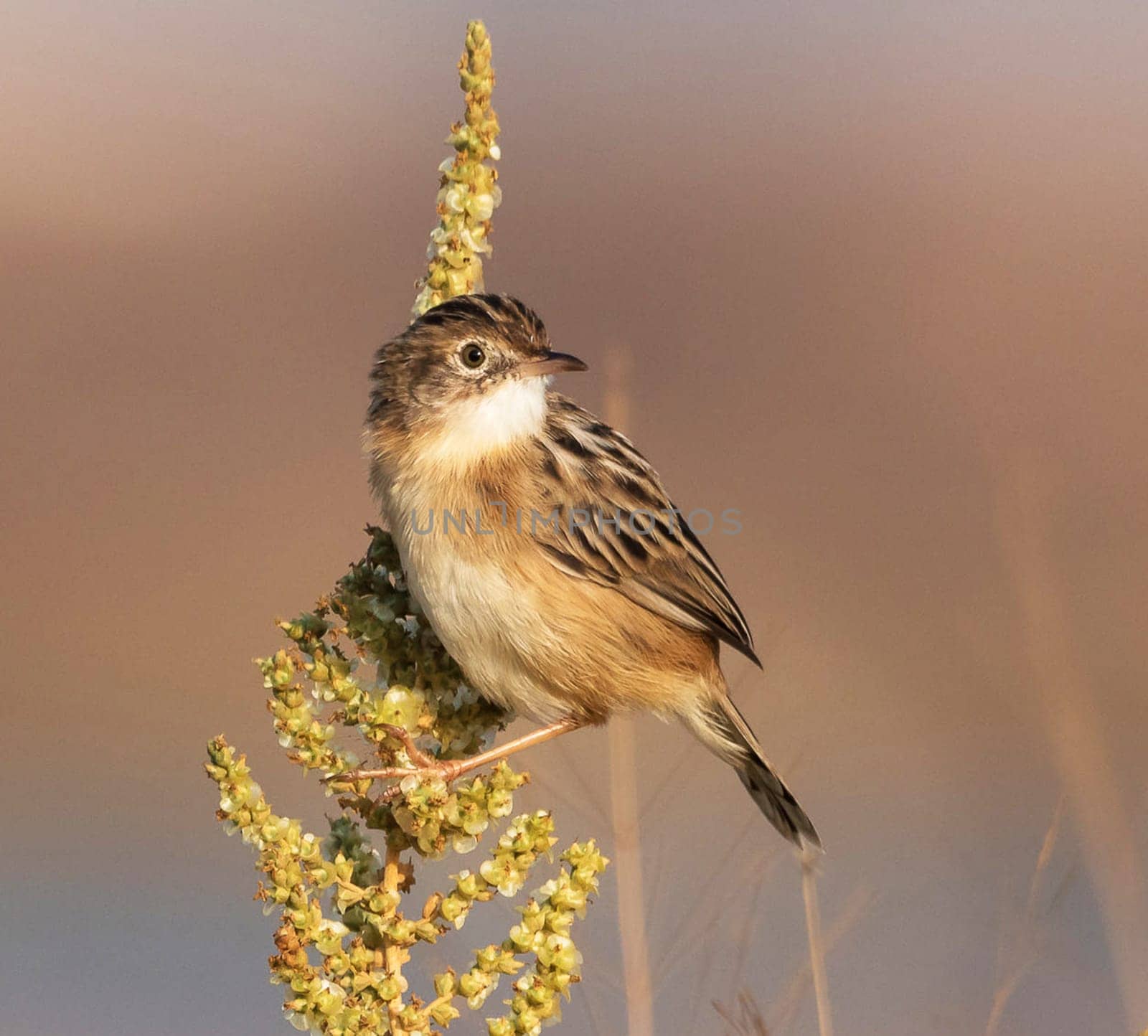 Creative Portugal wildlife  Pictures