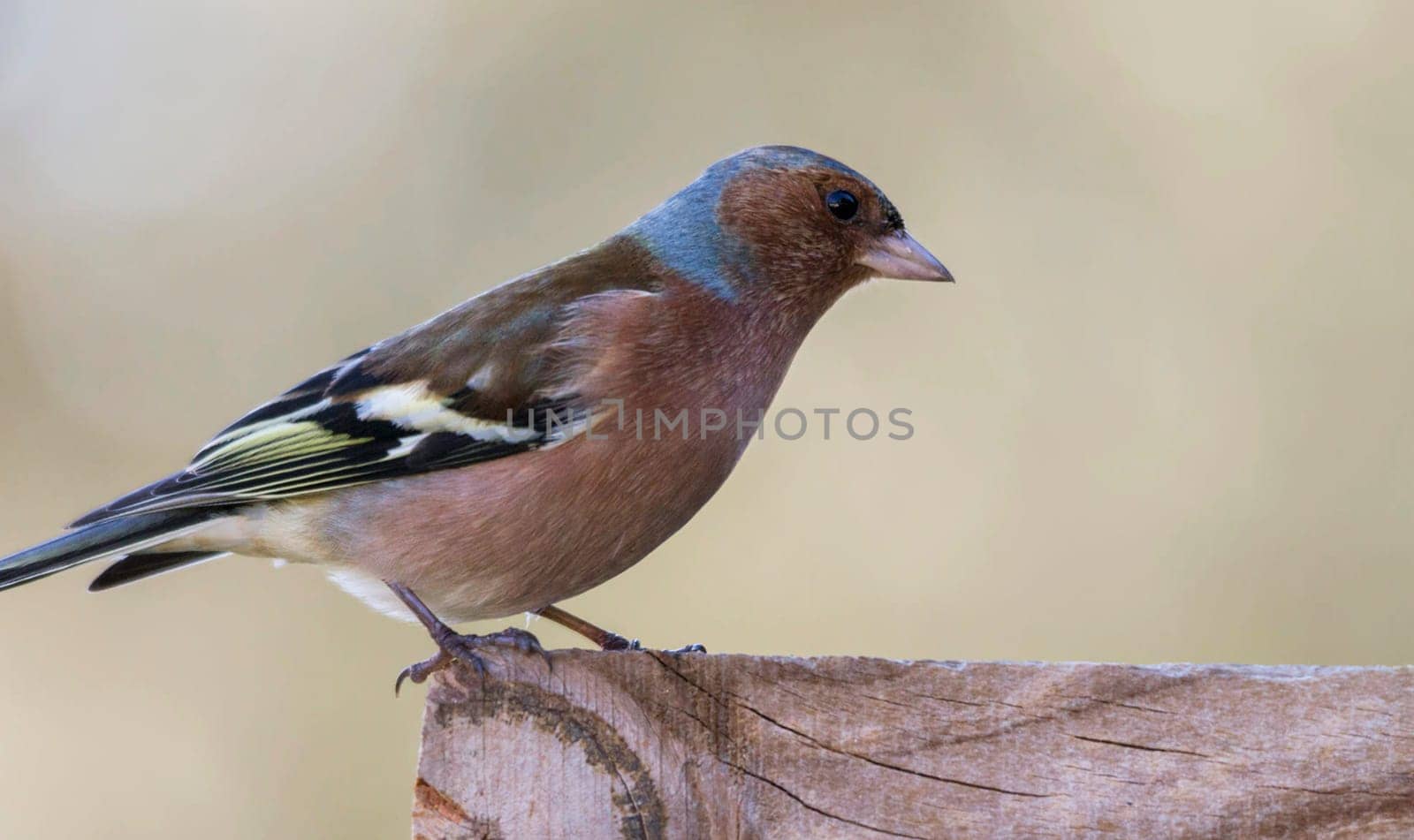 Creative Portugal wildlife  Pictures