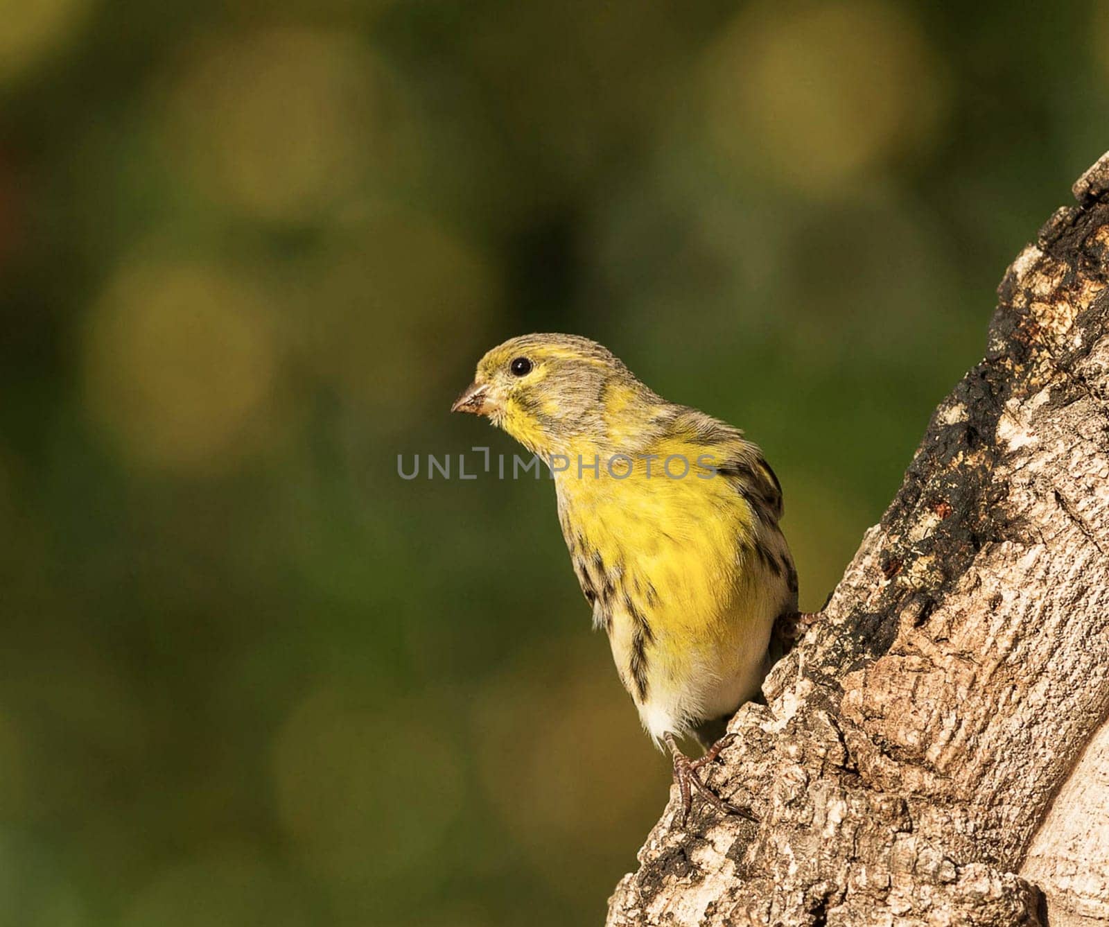 Creative Portugal wildlife  Pictures