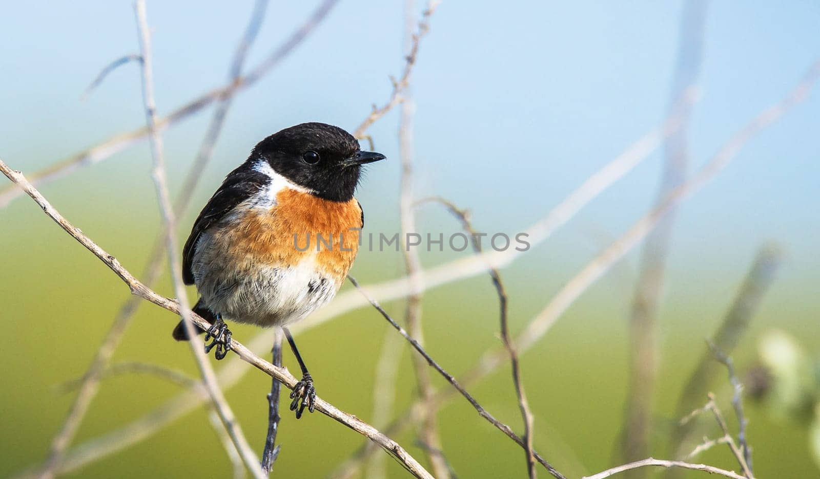 Creative Portugal wildlife  Pictures