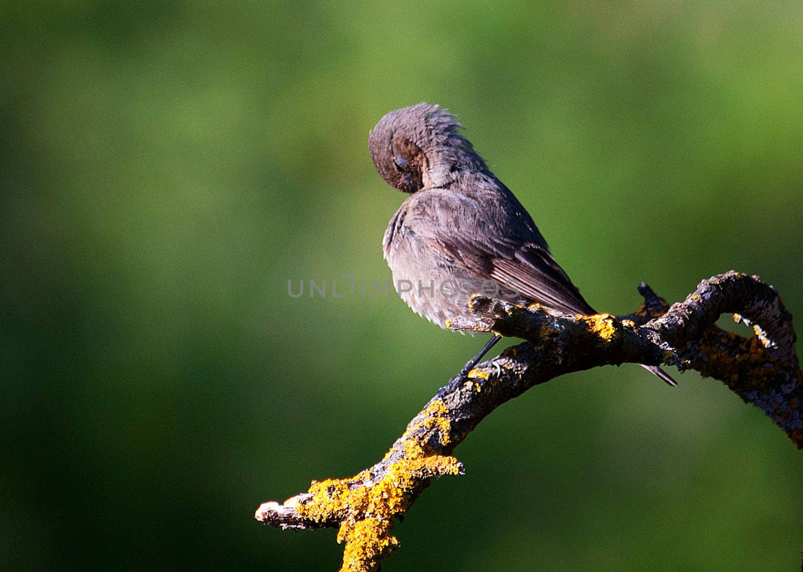 Creative Portugal wildlife  Pictures