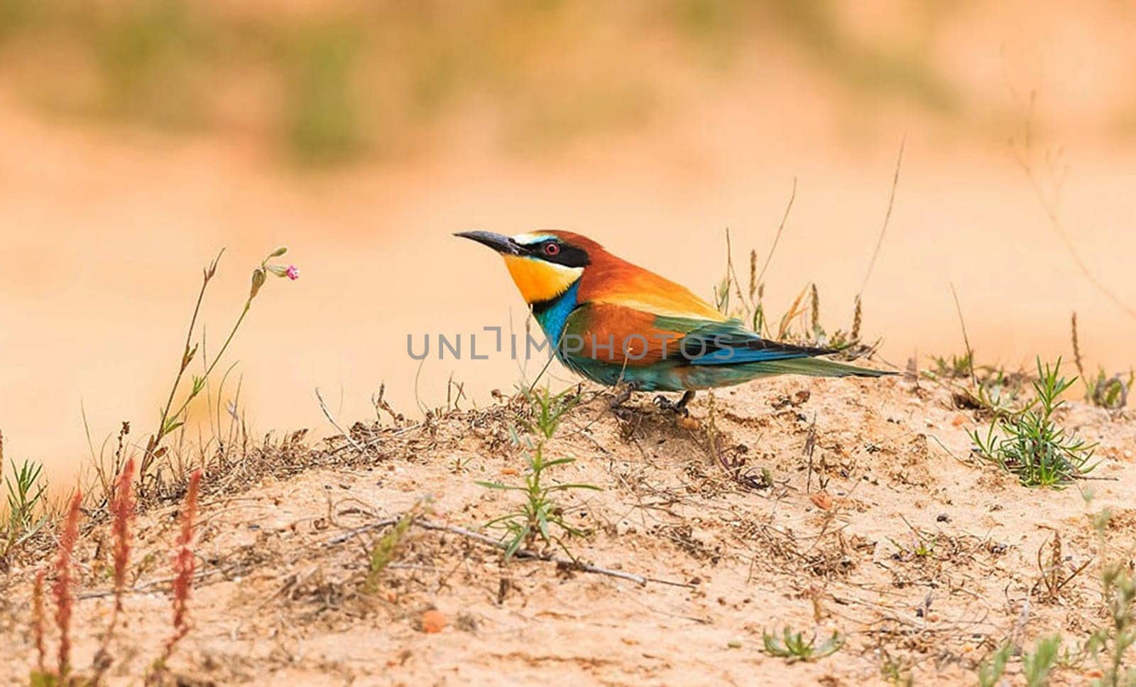 Creative Portugal wildlife  Pictures