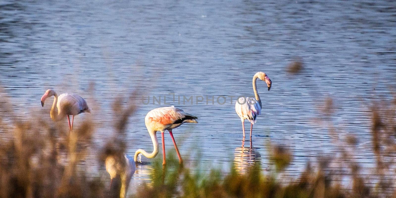 Magical Portugal wildlife  Pictures
