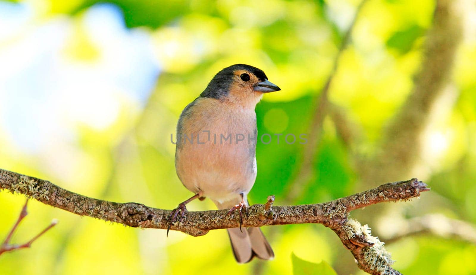 Magical Portugal wildlife  Pictures