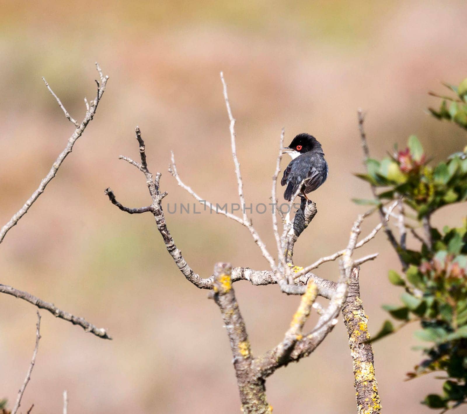 Magical Portugal wildlife  Pictures