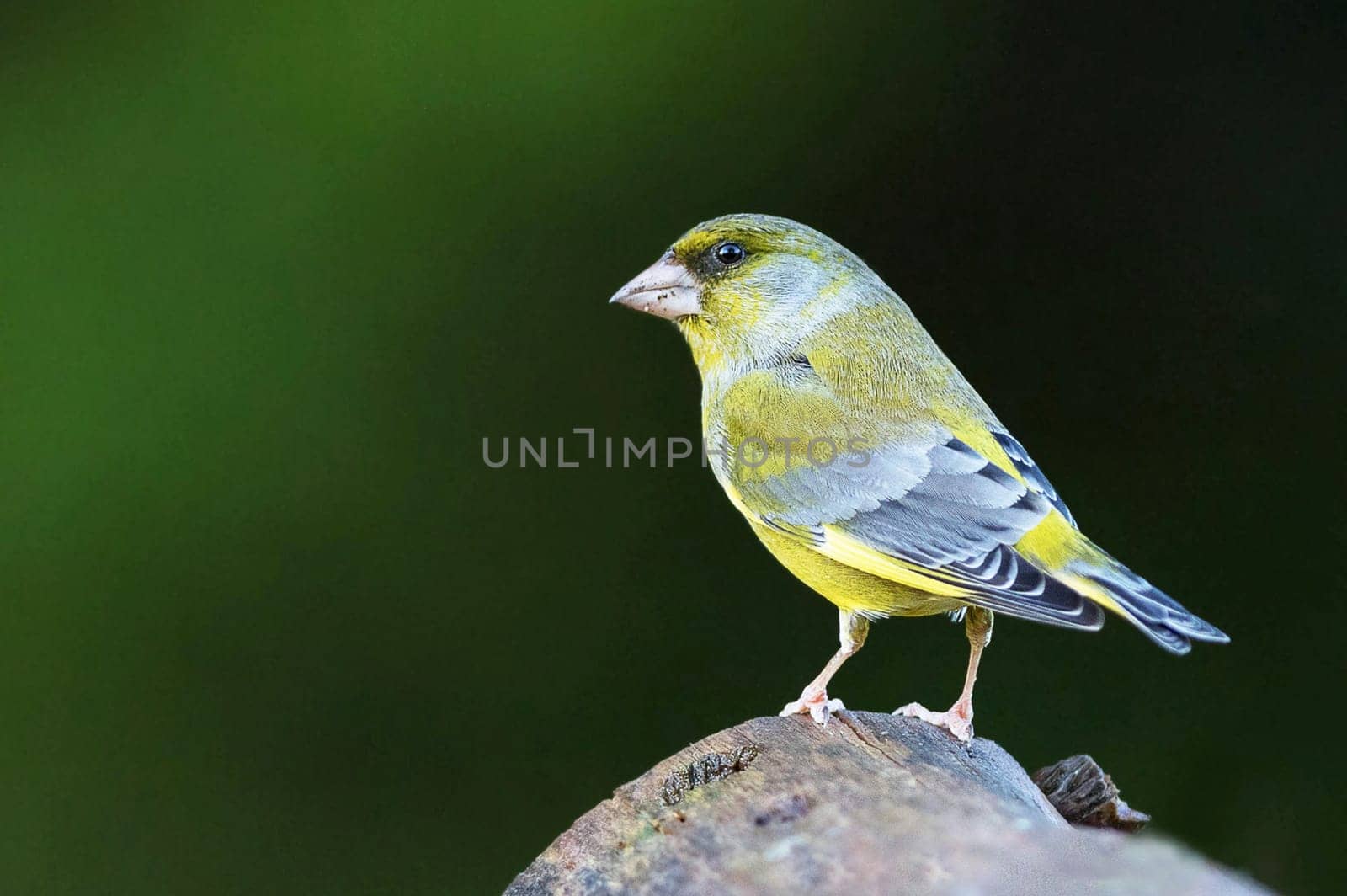 Magical Portugal wildlife  Pictures