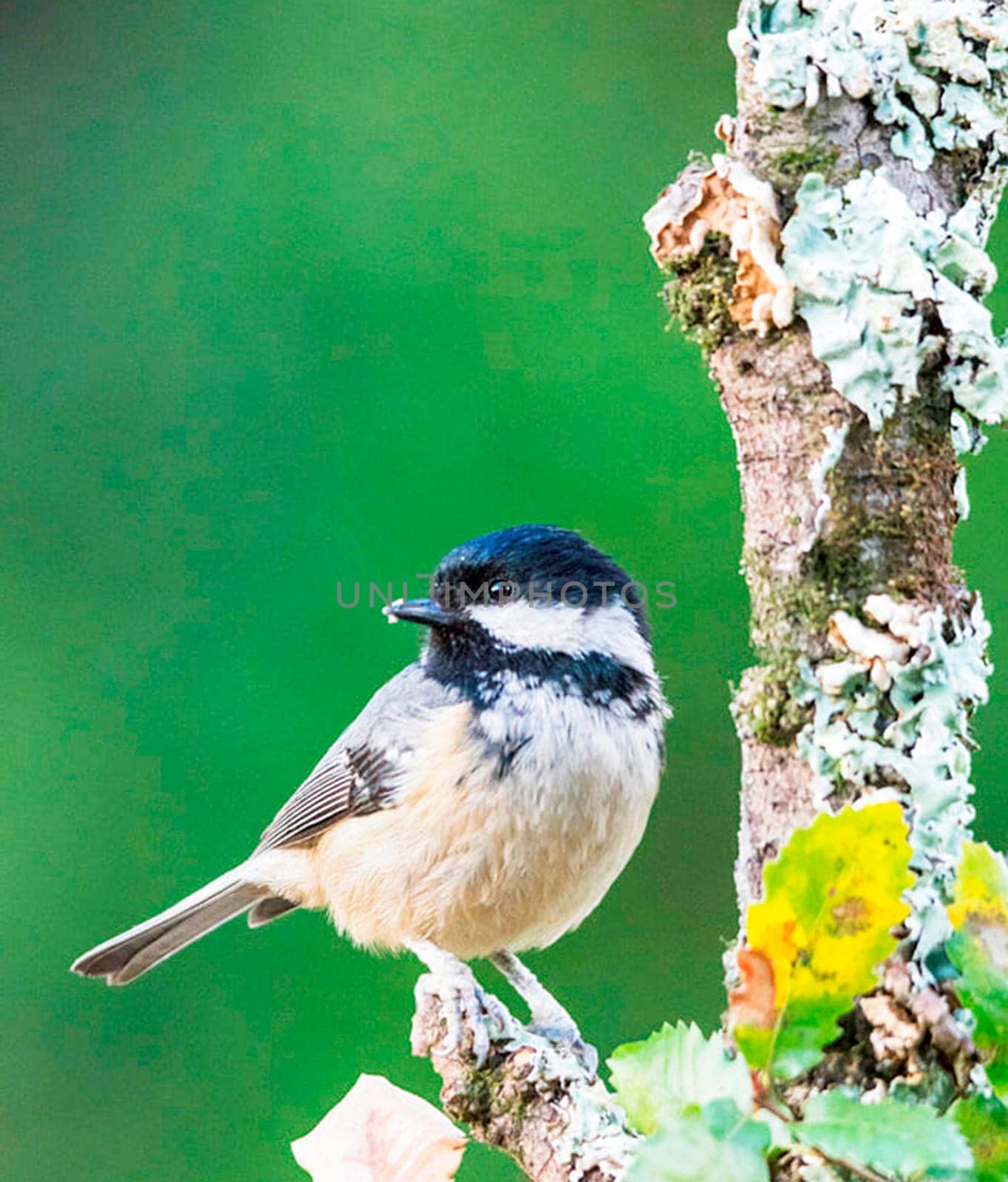 Magical Portugal wildlife  Pictures