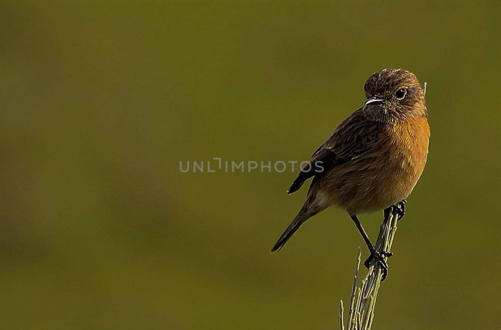 Magical Portugal wildlife  Pictures